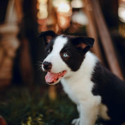 Buy Border Collie Puppy - Intelligent Black and White Pup