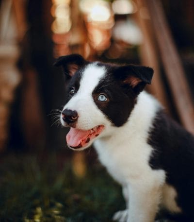 Buy Border Collie Puppy - Intelligent Black and White Pup