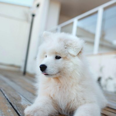 Samoyed Puppy /Adult | White