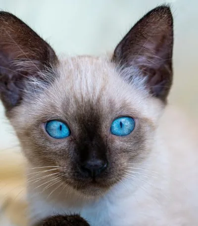 Siamese Kitten/Adult