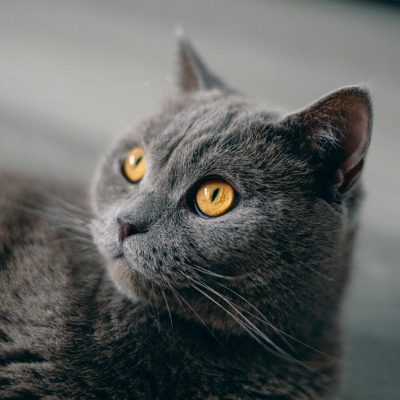 British short Hair Cat Kitten/Adult