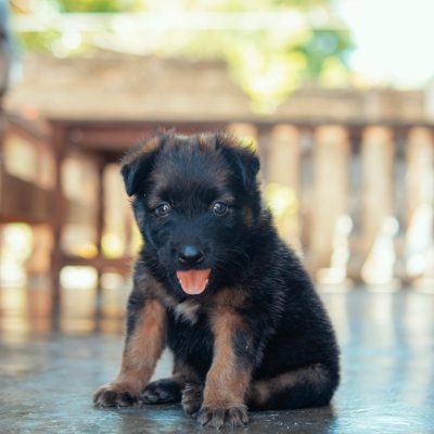 German Shepherd
