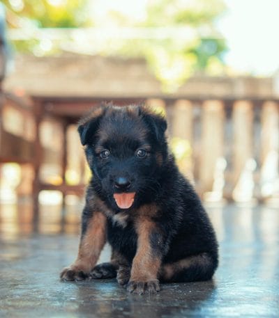 German Shepherd