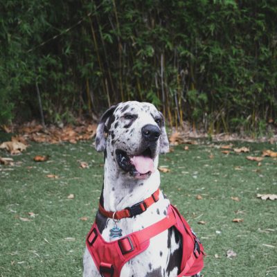 Great Dane Puppy /Adult | Harlequin Color