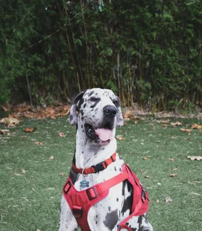 Great Dane Puppy /Adult | Harlequin Color