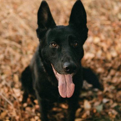 German Shepherd Black