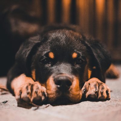 Rottweiler Price in Bhopal - Top Quality Heavy Bone Puppy for Sale