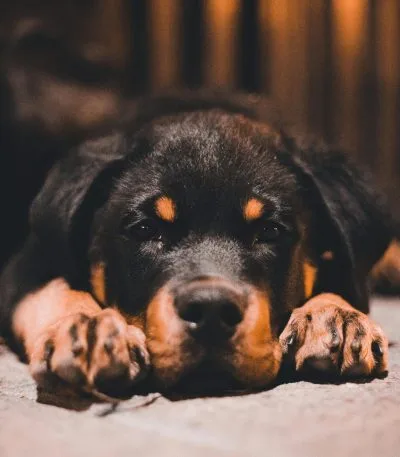 Rottweiler Price in Bhopal - Top Quality Heavy Bone Puppy for Sale