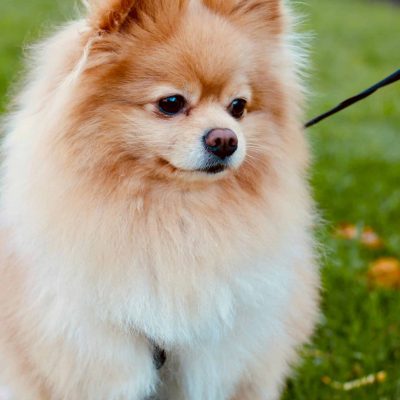 Pomeranian Puppy /Adult | White & Brown Color