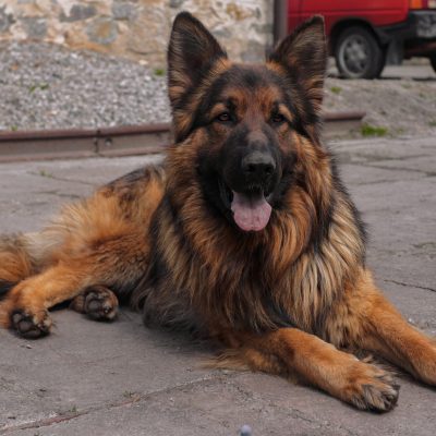 Buy Red and Black German Shepherd - High Pigment Show Line Pup