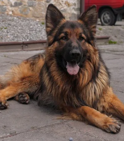 Buy Red and Black German Shepherd - High Pigment Show Line Pup