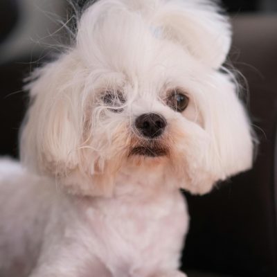 Maltese Puppy / Adult | White