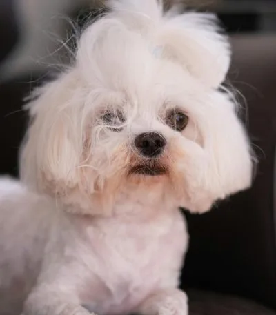 Maltese Puppy / Adult | White