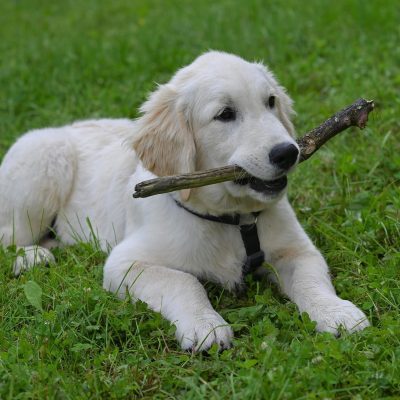 Cream Golden Retriever Bhopal - Premium Pale Cream Puppy for Sale