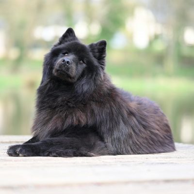 Chow Chow Puppy & Adult | Black Color