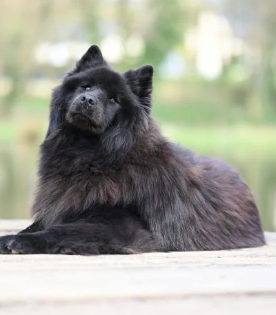 Chow Chow Puppy & Adult | Black Color