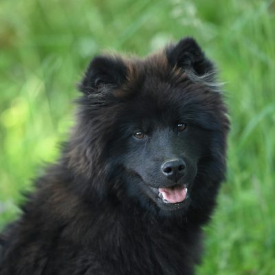 Buy Black Chow Chow Puppy - Solid Midnight Black Lion Dog