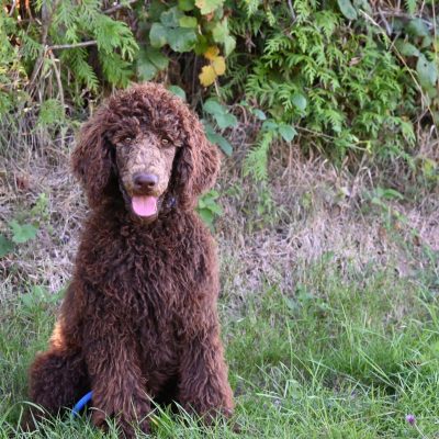 Standard Poodle Puppy