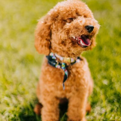 Toy Poodle Price Bhopal - Healthy Curly Puppy for Sale