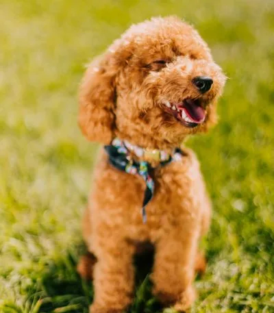 Toy Poodle Price Bhopal - Healthy Curly Puppy for Sale