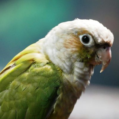 Buy Green Cheek Conure Pair - Classic Green and Maroon Tail Birds
