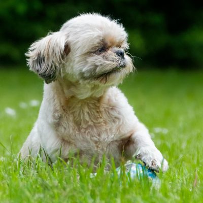 Shih Tzu | White | Puppy