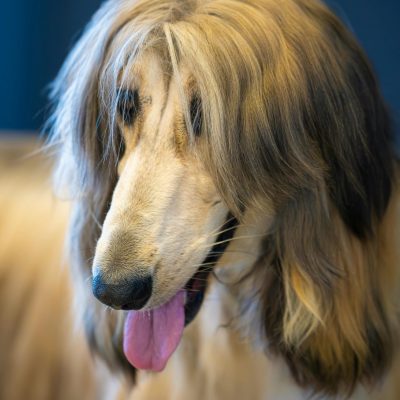 Buy Gold Afghan Hound Puppy - Silky Sun-Kissed Golden Pup