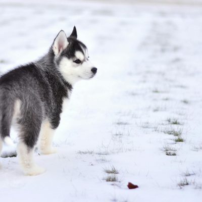 Siberian Husky black & white
