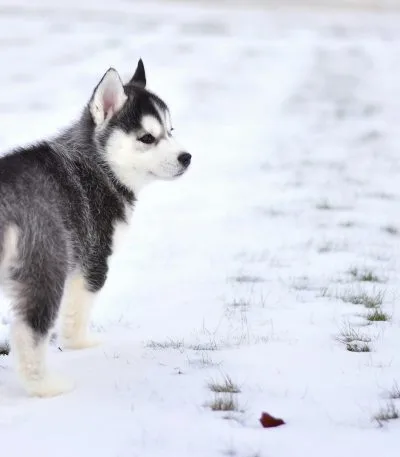 Siberian Husky black & white