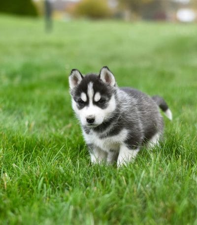 Buy Siberian Husky Bhopal - Black and White Wooly Coat Puppy