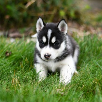 Siberian Husky - Black & White