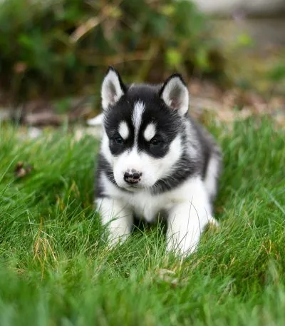 Siberian Husky - Black & White