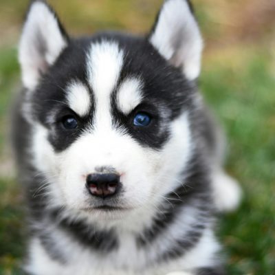 Blue Eyed Husky Bhopal - Black and White Standard Coat Puppy for Sale