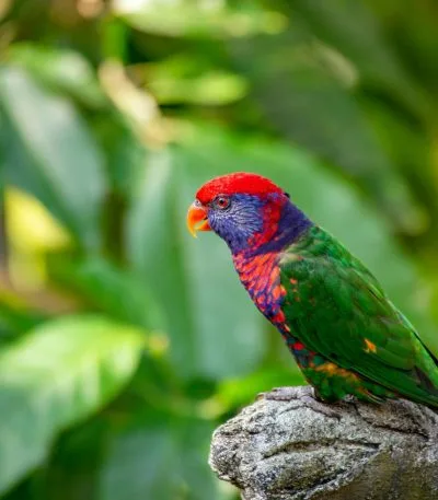 Buy Red-collared Lorikeet - Vibrant Blue and Orange Parrot