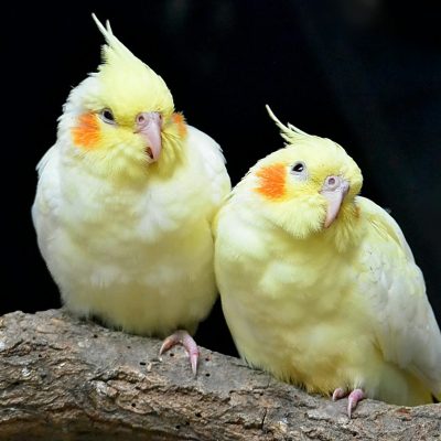 Buy Lutino Cockatiel Pair - Radiant Yellow Bird with Red Eyes