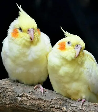 Buy Lutino Cockatiel Pair - Radiant Yellow Bird with Red Eyes