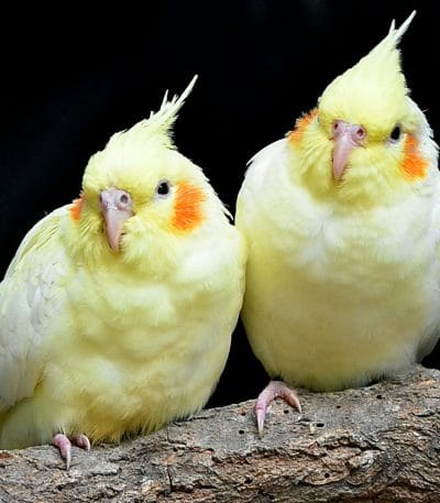 Cockatiel - Lutino Pair