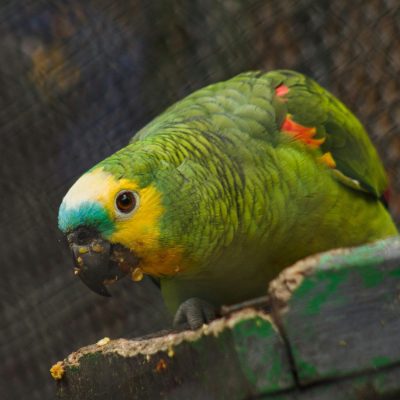 Buy Orange Wing Amazon Parrot - Green Bird with Blue Face