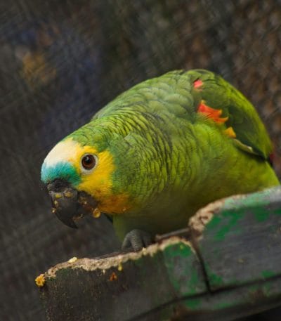 Buy Orange Wing Amazon Parrot - Green Bird with Blue Face