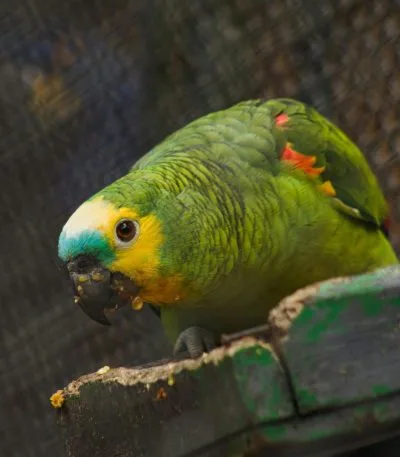 Buy Orange Wing Amazon Parrot - Green Bird with Blue Face