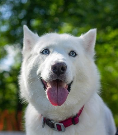 Siberian Husky - White Color