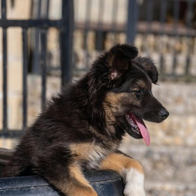 Buy Black and Tan German Shepherd - Classic Saddle Pattern Pup