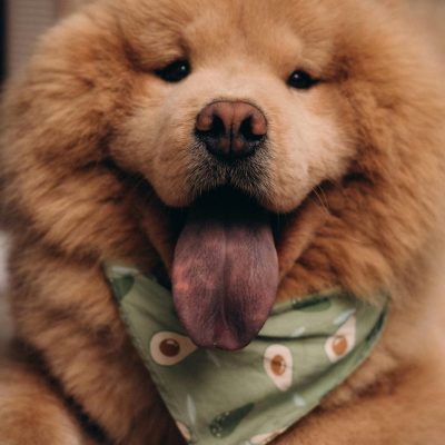 Chow Chow Puppies & Adult | Red Color