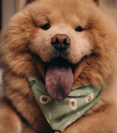 Chow Chow Puppies & Adult | Red Color