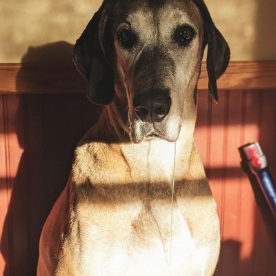 Great Dane Puppy / Adult - Fawn Color