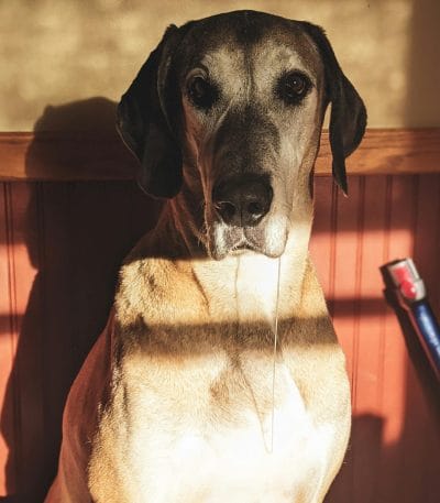 Great Dane Puppy / Adult - Fawn Color