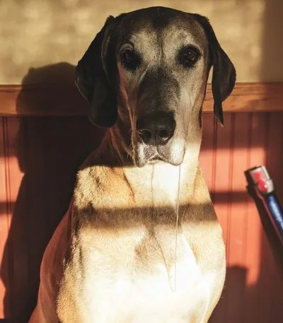 Great Dane Puppy / Adult - Fawn Color