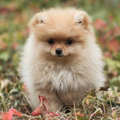 Pomeranian Puppy /Adult | Cream Color