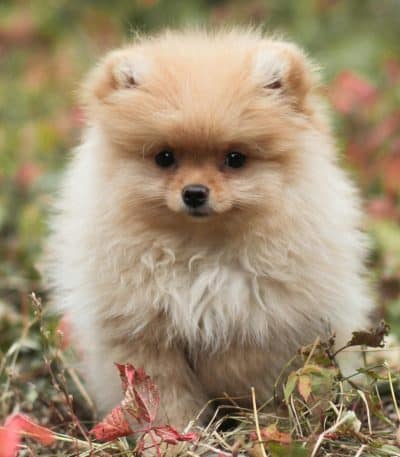 Pomeranian Puppy /Adult | Cream Color