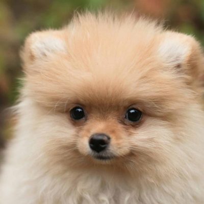 Cream Pomeranian Price Bhopal - Solid Cream Fluffy Puppy for Sale